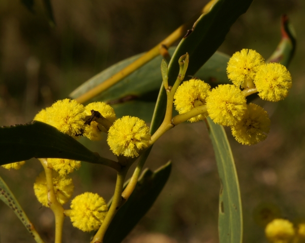 Acacia pycnantha